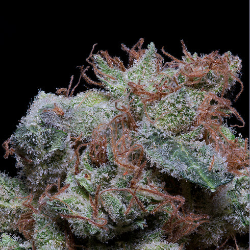 Don Avalanche Seeds - Don Cherrypie