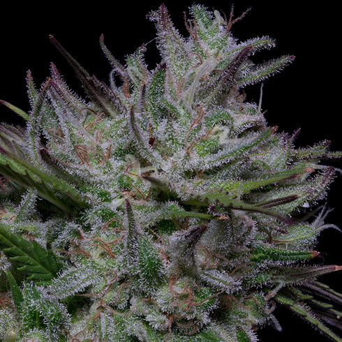 Don Avalanche Seeds - Don Do Si Cookies