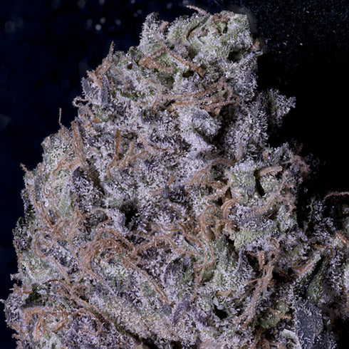 Don Avalanche Seeds - Gelato