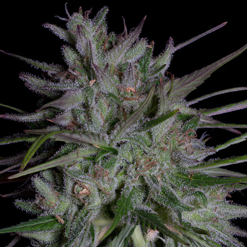 Don Avalanche Seeds - Don Girl Scout Cookies