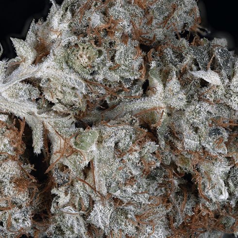 Don Avalanche Seeds - Don Gorilla Glue