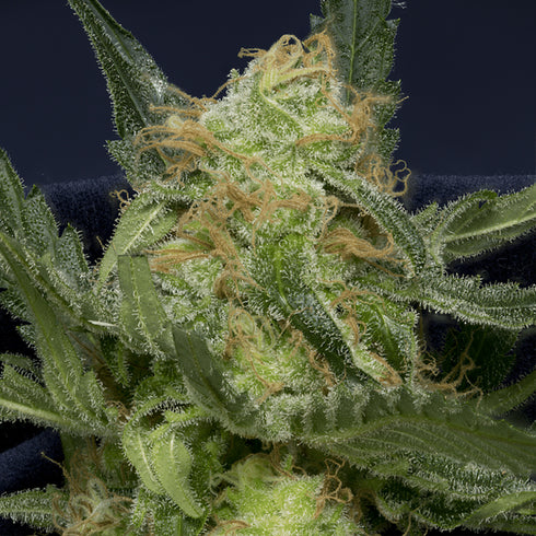 Don Avalanche Seeds - Don Gorilla Glue Auto