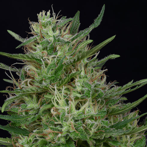 Don Avalanche Seeds - Don Green Crack