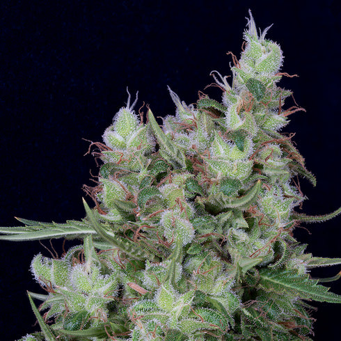 Don Avalanche Seeds - Don Grateful Chemdawg