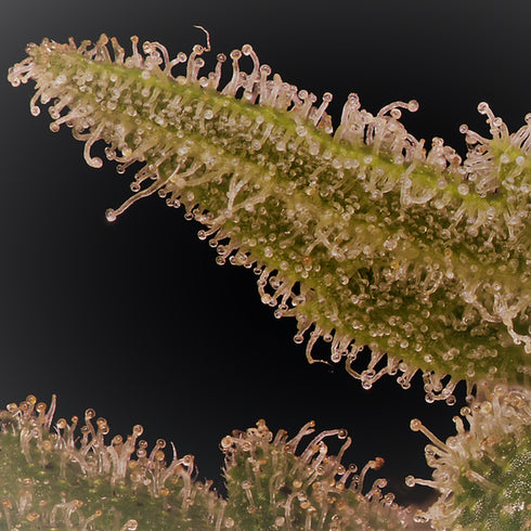 Don Avalanche Seeds - Don Lemon Glue