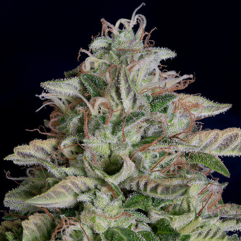 Don Avalanche Seeds - Don Megalodon