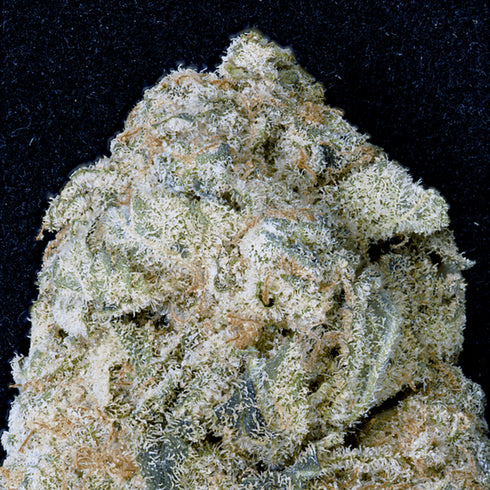 Don Avalanche Seeds - Don OG Kush