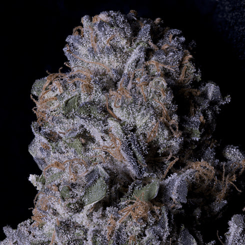 Don Avalanche Seeds - Don Purple Dick