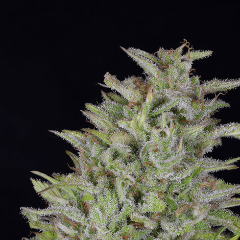 Don Avalanche Seeds - Don Wedding Cake