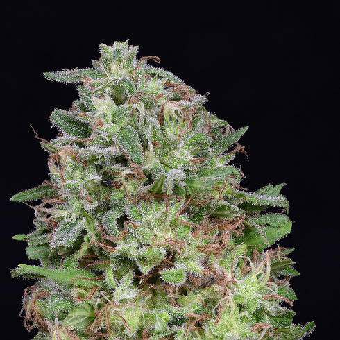 Don Avalanche Seeds - Don White Widow