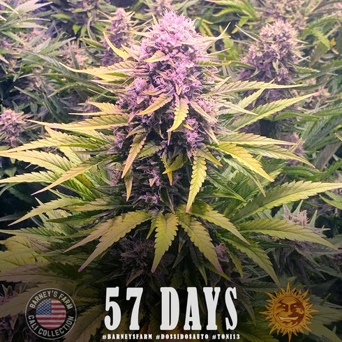 Barney's Farm Seeds - Do-Si-Dos Auto