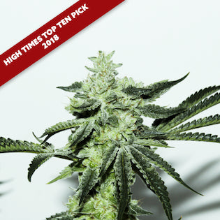 Elev8 Seeds - Dosi Sherbet