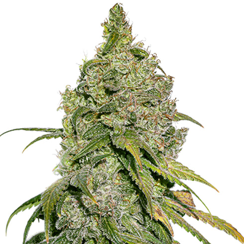 Seed Stockers Seeds - Do Si Dos