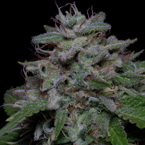 Don Avalanche Seeds - Don Do Si Glue