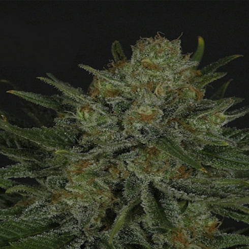 Ripper Seeds - Double Glock