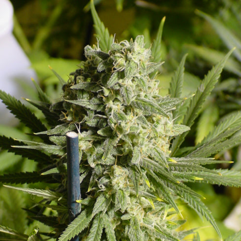 Serious Seeds - Double Dutch