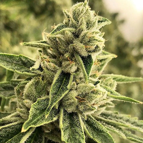 Rare Dankness - Drama