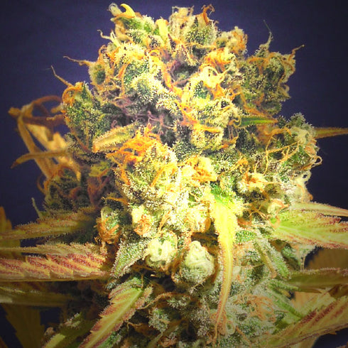 Original Sensible Seeds - Dr Bruce Banner