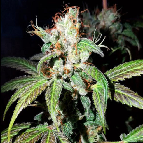 Female Seeds - Dream Berry