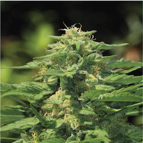 Humboldt Seed Company - Dream Queen