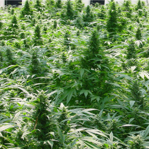 Mr Nice Seedbank - Dreamtime