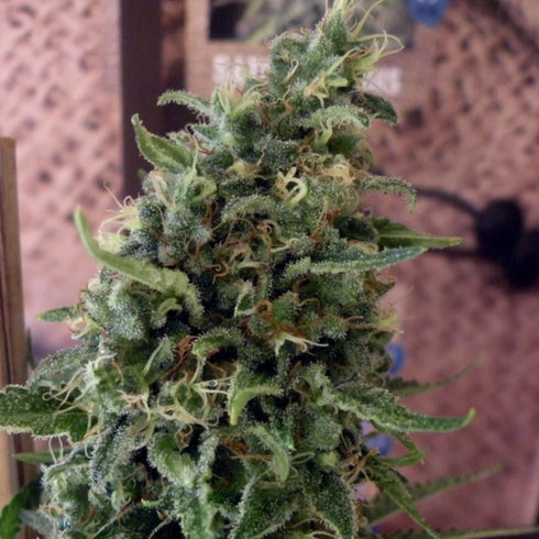 French Touch Seeds - Douce Nuit