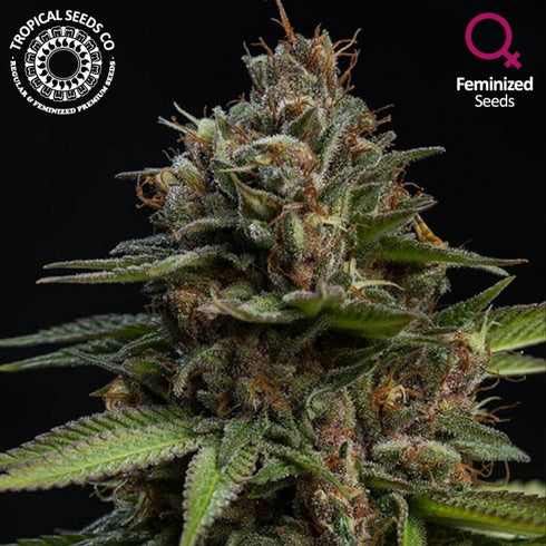 Tropical Seeds - Durand's Herald Kush  (Limited Edition)