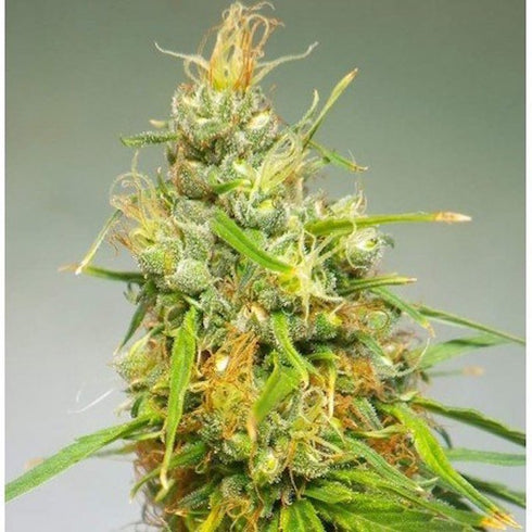 Cannabiogen - Durban