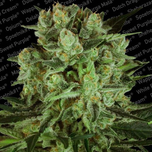 Paradise Seeds - Durga Mata I:I CBD