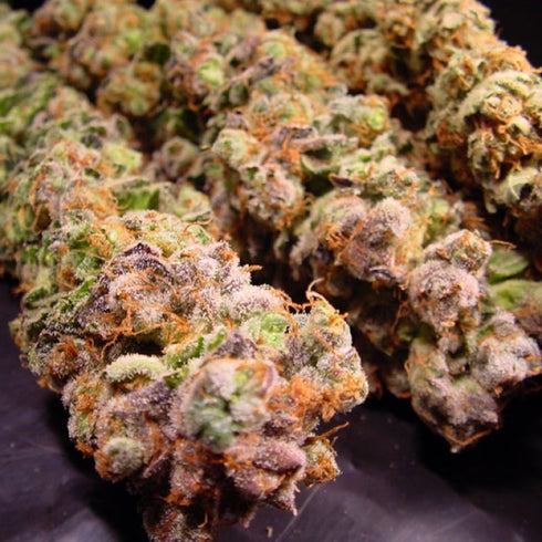 Paradise Seeds - Durga Mata