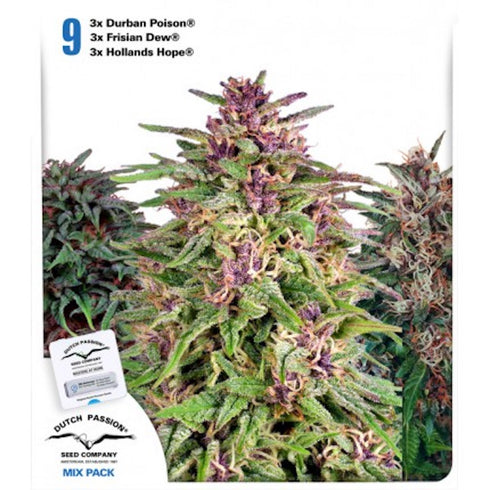 Dutch Passion - Dutch Outdoor Mix