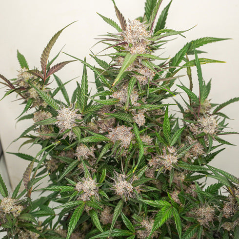 Dutch Passion - Auto Mimosa Punch