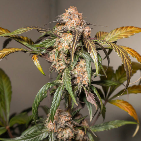 Dutch Passion - Auto Trichome and Cream