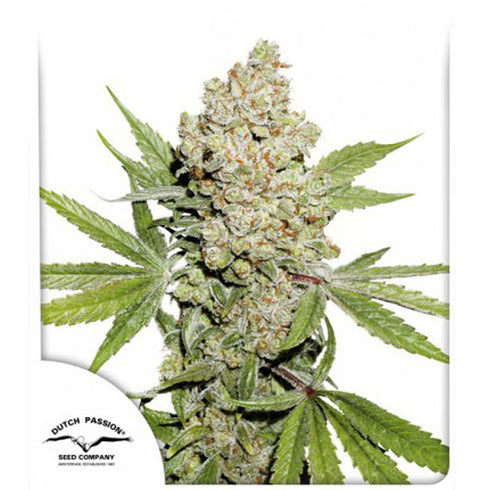 Dutch Passion - Lemon Zkittle Auto