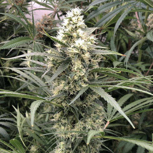 Dutch Passion - Snow Bud