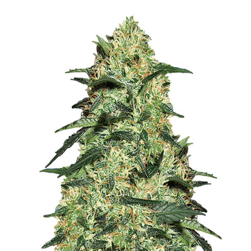 Flying Dutchmen - Dutch Delight