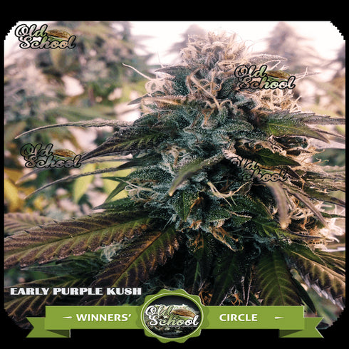 Reeferman - Early Purple Kush