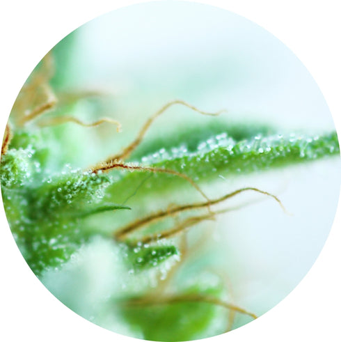 Top Tao Seeds - Early Sativa