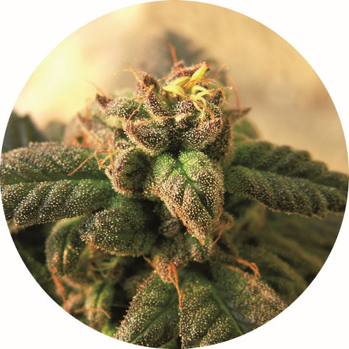 Top Tao Seeds - Early Top Tao