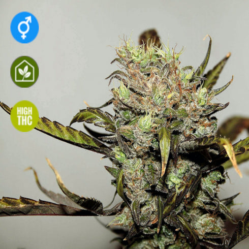 Seedsman - Early Durban