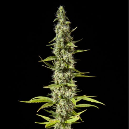 Philosopher Seeds - Early Maroc