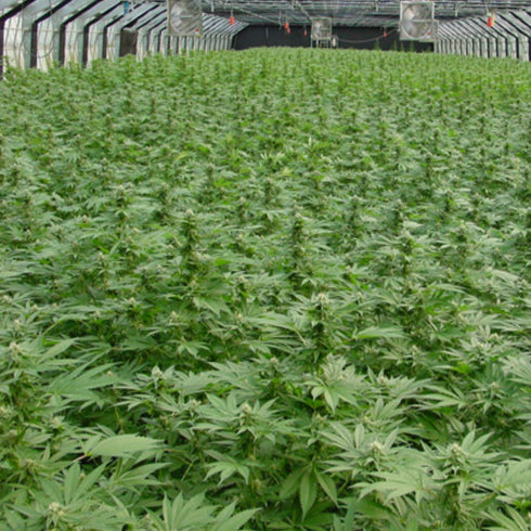 Mr Nice Seedbank - Early Queen