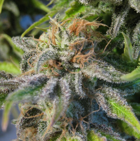 Seedsman - Early Skunk