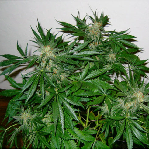 Mr Nice Seedbank - Early Skunk