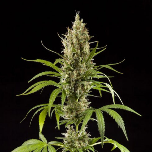 Philosopher Seeds - Easy Haze