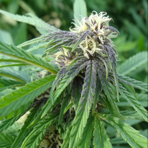 Female Seeds - Easy Sativa