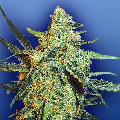 Flying Dutchmen - Edelweiss