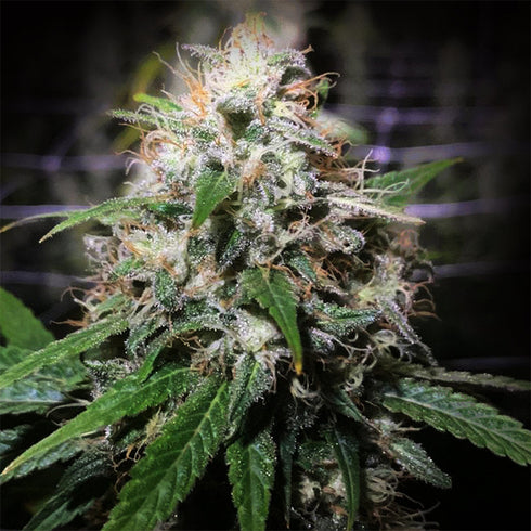 Original Dampkring Genetics - Electric Avenue