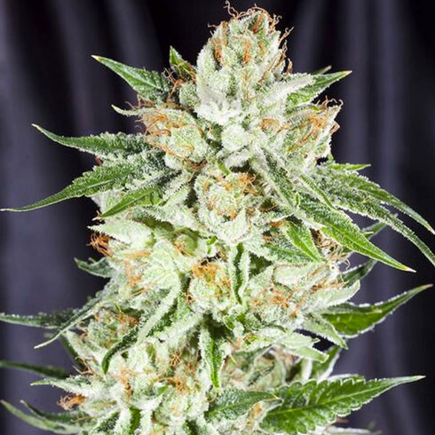 Elemental Seeds - 5th Element