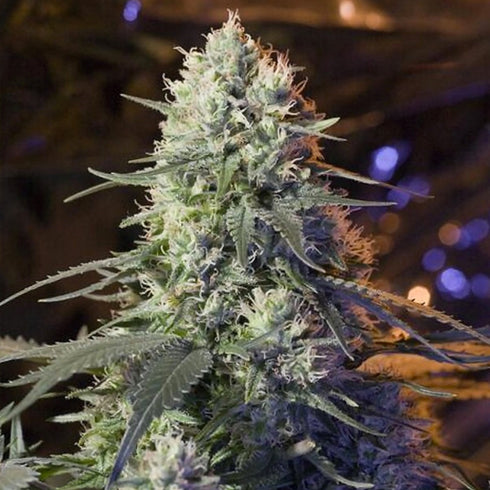 Elemental Seeds - Chaos Kush